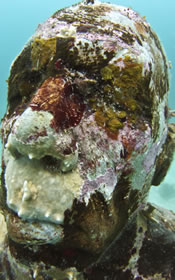 Crustose Coralline Alga: Rhodaophyta sp. on "Man on Fire"