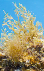 Serrated Strap Alga: Dictyota ciliolata on "The Silent Evolution"