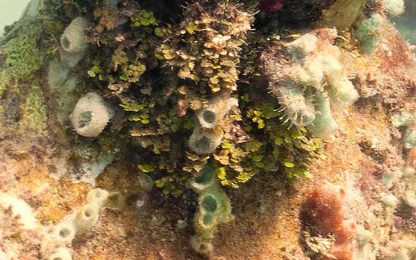 coralline algae structures attachment